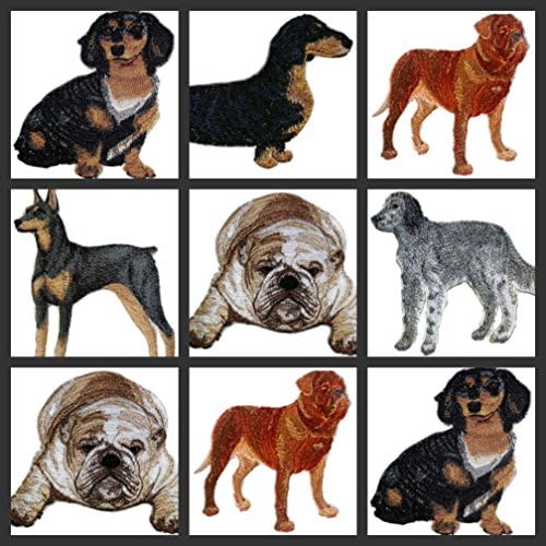 Portrete de câini personalizate uimitoare [Dachshund Smooth] Brodery Iron on/Sew Patch [6 x 4] [Made in SUA]