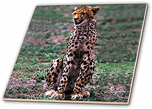 3drose ghepard-placi ceramice, 4-inch